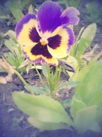 Close-up of purple flowers blooming outdoors