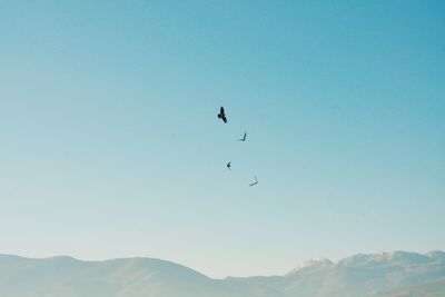 Birds flying in mountains against clear blue sky