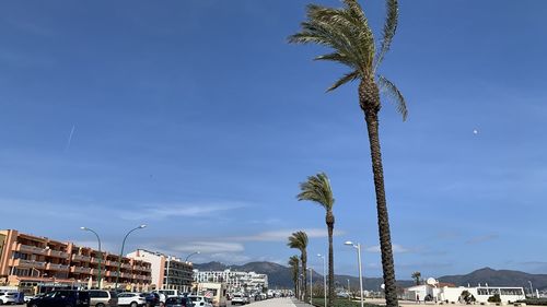 palm tree