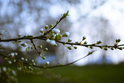 plant