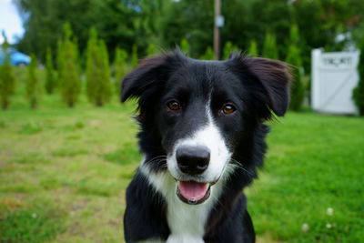 Close-up portrait of border collie on field