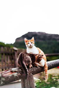 Cat looking away against clear sky