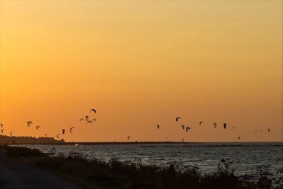 Birds flying over sea