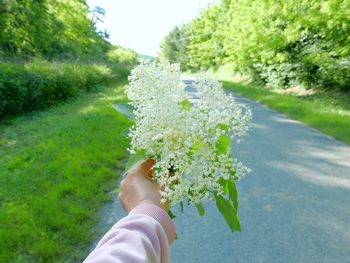 Holding elderberry in hand