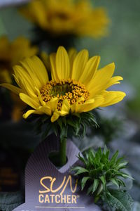 Close-up of sunflower