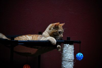 Close-up of cat relaxing at home