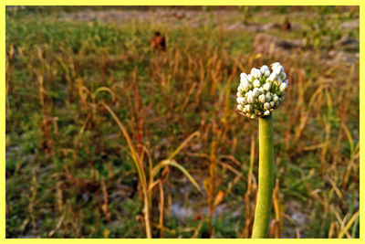 Close-up of flowers