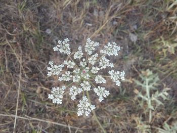 High angle view of flowers on field