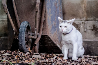 Cat looking away by abandoned wheelbarrow