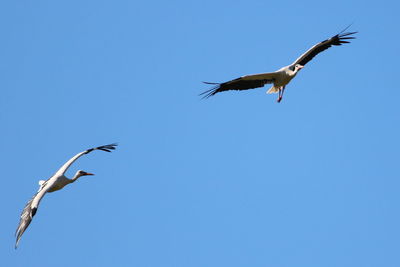 Low angle view of storks flying against clear blue sky