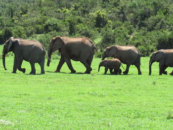 Elephant herd.
