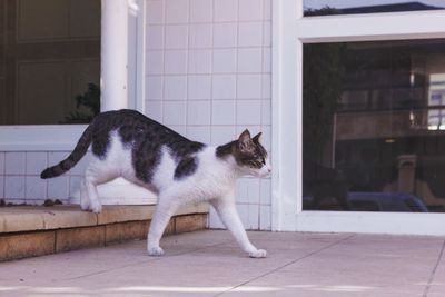 Cat looking away