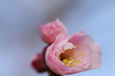 Close-up of pink flower