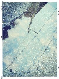 Reflection of trees in puddle