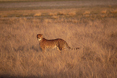 Cheetah in a grass