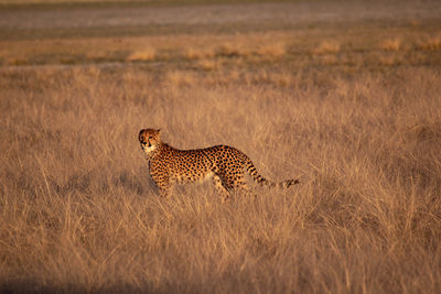 Giraffe in a grass