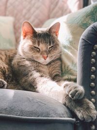 Close-up of cat sleeping on sofa