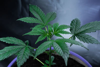 Close-up of green leaves