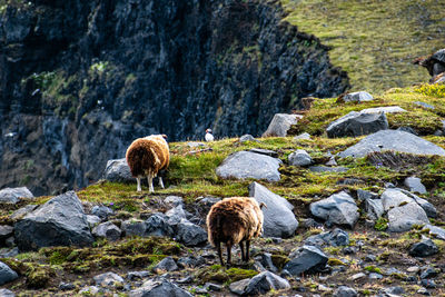 Rear view of sheep on rock