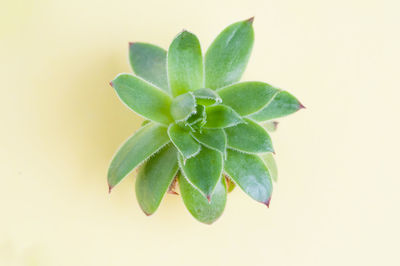 Close-up of plant against white background