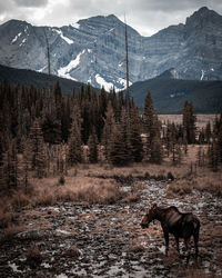 Horses in a field