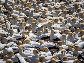 Breeding colony of cape gannets on bird island, lamberts bay, south africa