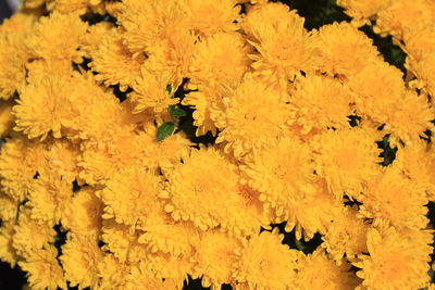 Close-up of yellow flowers growing on rocky surface
