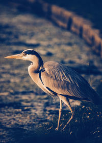 Close-up of a bird on field