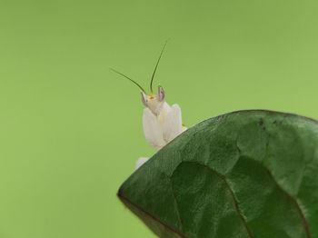 Close-up of insect on leaf