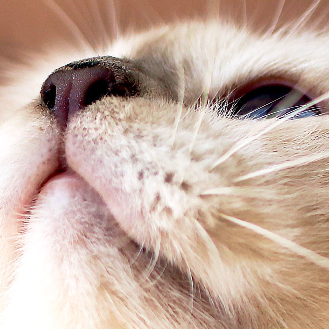 CLOSE-UP OF CAT