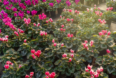 Close-up of pink rose flowers