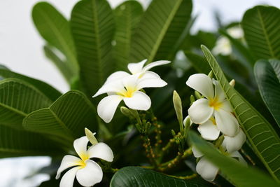 Close-up of white flowering plant