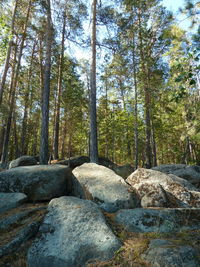 Trees in forest against sky
