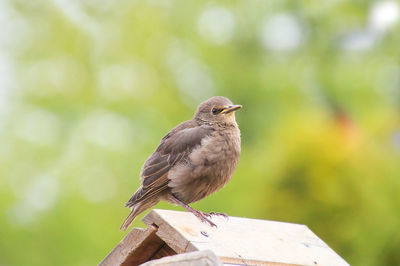 Close-up of bird perching on wood