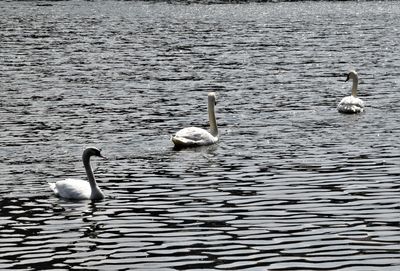 Swan swimming in lake