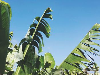 Low angle view of banana tree against clear blue sky