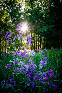 Purple flowering plants on land during sunny day