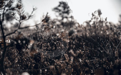 Spiderweb in the swamps