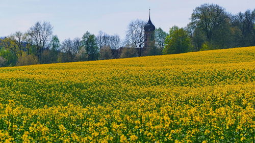 Scenic view of oilseed rape field against sky