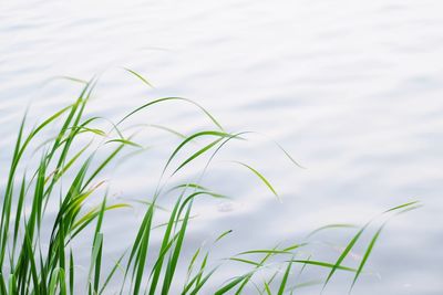 Close-up of grass against lake