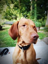 Close-up of dog looking away