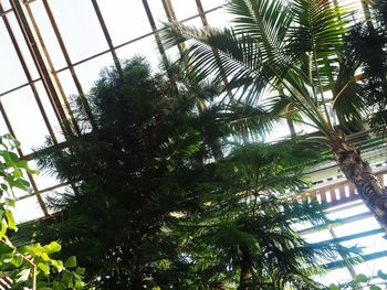 Low angle view of palm trees against sky