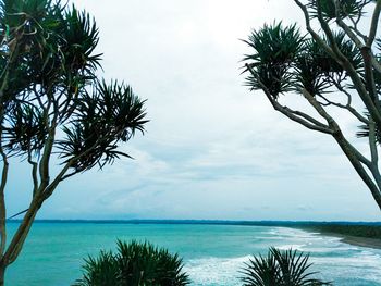 Palm trees on beach against sky