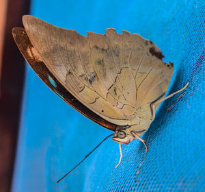 Close-up of butterfly on blue metal