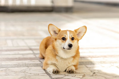 A red-haired corgi dog on a walk.