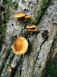 Close-up of tree trunk