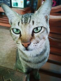 Close-up portrait of tabby cat