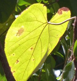 Close-up of leaves