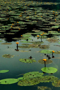 High angle view of ducks floating on water