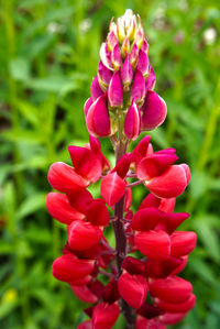 Close-up of pink flowers